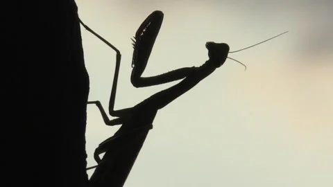 Praying mantis (Mantis religiosa) Mantide religiosa Video stock 254965657