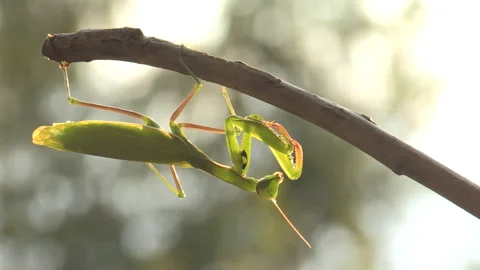 Praying mantis (Mantis religiosa) Mantide religiosa Video stock 254968501