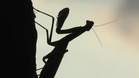 Praying mantis (Mantis religiosa) Mantide religiosa Video stock 254969232