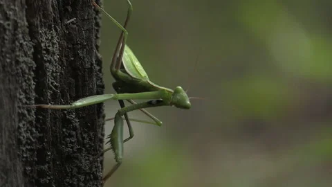 Praying mantis (Mantis religiosa) Mantide religiosa Video stock 254971062