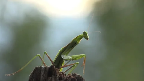 Praying mantis (Mantis religiosa) Mantide religiosa Video stock 254975734