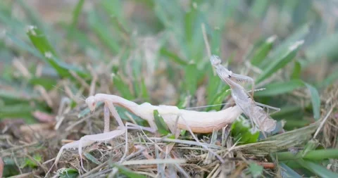 Praying Mantis (Mantis religiosa) Molting – Shedding Its Exoskeleton in Grass Stock Footage 314716190