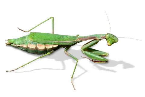 Praying mantis (mantis religiosa) Stockfoto's