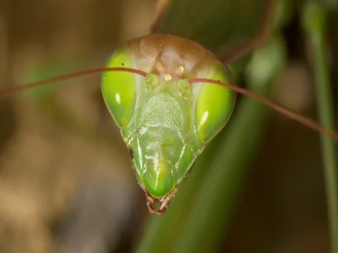 Praying mantis (Mantis religiosa) portrait Stock Footage 80222708