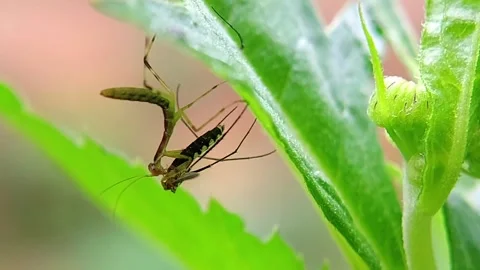 Praying Mantis (Mantodea) Eating Prey Under Leaf Macro Stock Footage 346175957