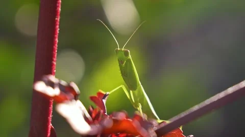 Praying Mantis (Mantodea) with Folded Forelegs – Static Shot Stock Footage 331834876