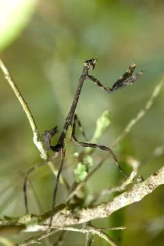 Praying  Mantis (Mantodea) on green background Stock Photos