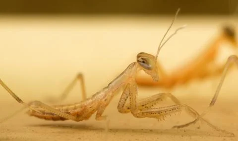 Praying mantis (mantodea) nymph Stock Photos