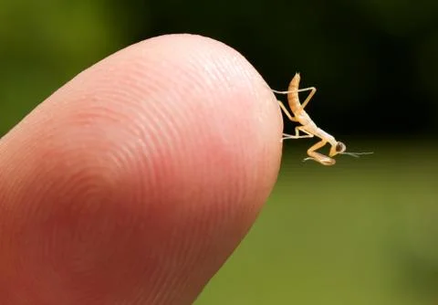 Praying mantis (mantodea) nymph Stock Photos