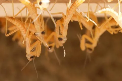 Praying mantis (mantodea) nymphs Stock Photos