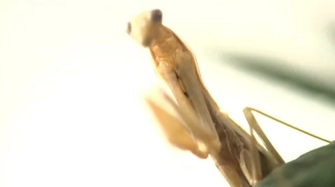 Praying Mantis on Mostly White Background Stock Footage 8556462