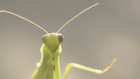 The praying mantis moves one of its hind legs Video stock 344462831