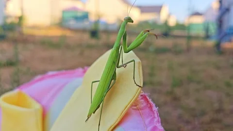 Praying Mantis Moving in Close Up Garden View Video stock 344010288