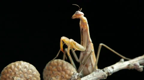 Praying Mantis Moving His Head Stock Footage 42976073