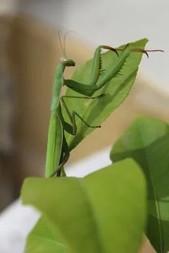 Praying mantis on my lemon tree Stock Photos