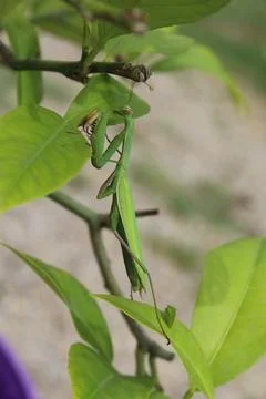 Praying mantis on my lemon tree Stock Photos