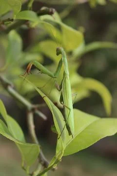 Praying mantis on my lemon tree Stock Photos