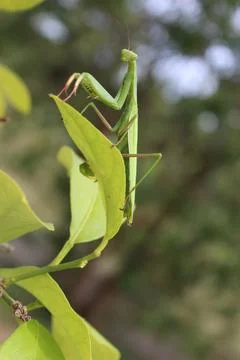 Praying mantis on my lemon tree Stock Photos