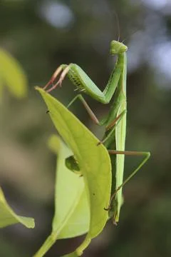 Praying mantis on my lemon tree Stock Photos