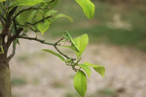 Praying mantis on my lemon tree Stock Photos