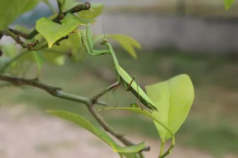 Praying mantis on my lemon tree Stock Photos