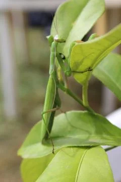 Praying mantis on my lemon tree Stock Photos