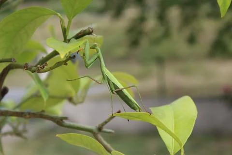 Praying mantis on my lemon tree Stock Photos