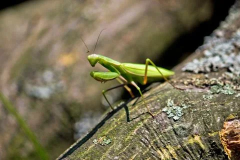 Praying mantis in natural environment Stock Photos