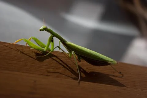 A praying mantis near a window Stock Photos