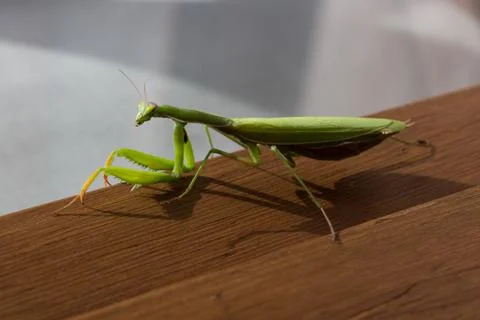 A praying mantis near a window Stock Photos