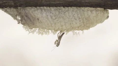 Praying Mantis nymph on egg sac - Morning 2 Stock Footage 171645648