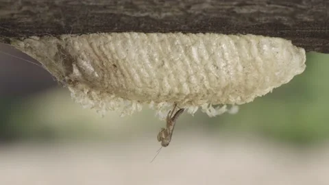 Praying Mantis nymph on egg sac - Morning Stock Footage 171646425