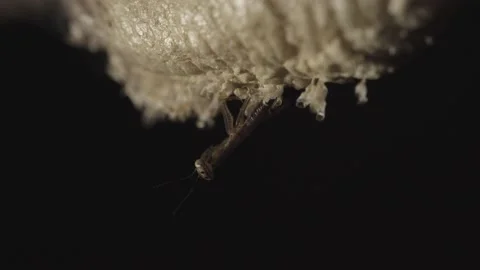Praying Mantis nymph on egg sac -  Night - closeup Stock Footage 171646762