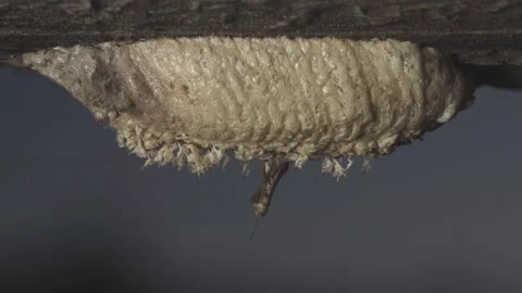 Praying Mantis nymph on egg sac - Twilight Stock Footage 171646766