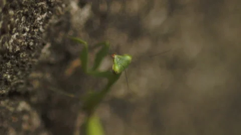 Praying Mantis Nymph Stock Footage 40333498