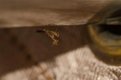 Praying mantis nymph. Stock Photos