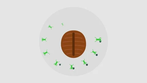 Praying Mantis Ootheca Lifecycle Animation with Nymphs Emerging and Hunting.. Stock Footage 346612433