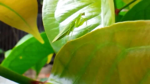 Praying mantis or grasshoppers on green leaves are looking for or killing their Stock Footage 220341792
