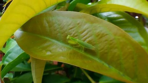 Praying mantis or grasshoppers on green leaves are looking for or killing their Stock Footage 220400729