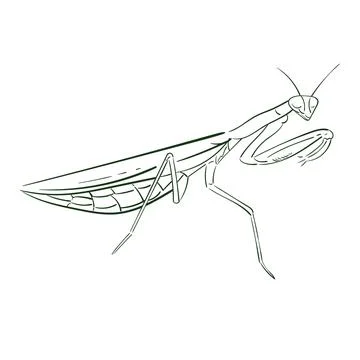 Praying Mantis outline vector isolated on white background. Line doodle Stock Illustration