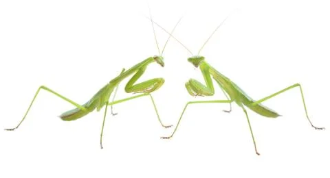 Praying mantis pair preparing to duel Stock Photos