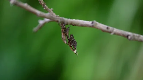 Praying Mantis, Parablepharis, Hanging upside down Stock Footage 129942488