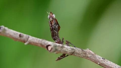 Praying Mantis, Parablepharis sp Stock Footage 129942637