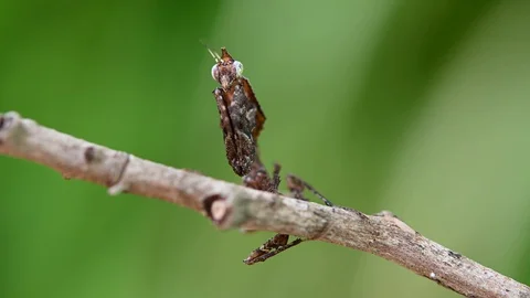 Praying Mantis, Parablepharis sp Staredown Stock Footage 129942544