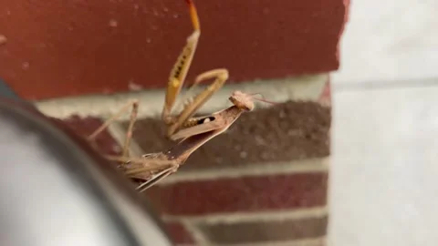 A praying mantis peaks from behind a door handle waiting to attack. Vidéo 139335320