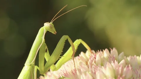A praying mantis is perched on a flower Stock Footage 344462877
