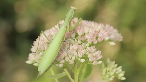 A praying mantis is perched on a flower Stock Footage 344462880