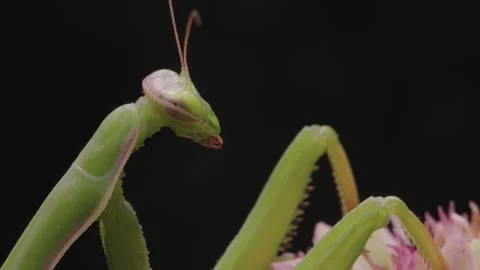 A praying mantis is perched on a flower Stock Footage 344462947