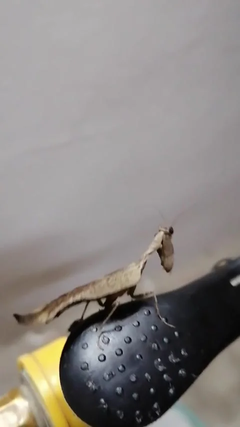 Praying Mantis Perched in Garden Macro Shot Stock Footage 341467215