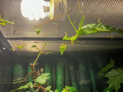 Praying Mantis Perched on Green Leaf in Natural Habitat Stock Photos